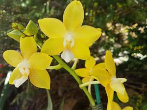 Phalaenopsis Sierra Gold