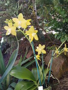 Phalaenopsis Sierra Gold