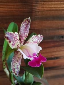 Cattleya Green Emerald