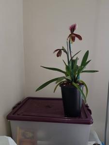 Paphiopedilum Bingleyense