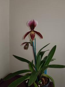 Paphiopedilum Bingleyense