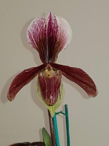 Paphiopedilum Bingleyense