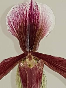 Paphiopedilum Bingleyense