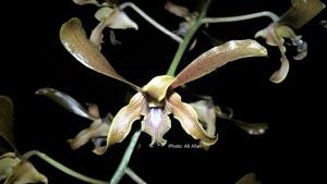 Dendrobium Aminah Khatum