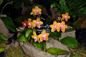 Phalaenopsis Pingtung Bronze Age