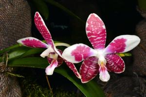 Phalaenopsis Helga Lukassen