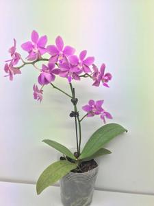 Phalaenopsis Veitchilacea