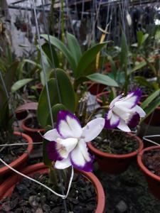 Cattleya Haw Yuan Angel