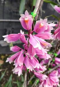 Dendrobium Tien-Cheng Rainbow