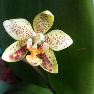 Phalaenopsis Harto Kolopaking