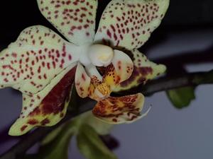 Phalaenopsis Harto Kolopaking