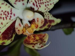 Phalaenopsis Harto Kolopaking