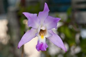 Laelia gouldiana