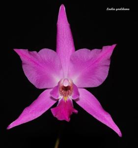 Laelia gouldiana