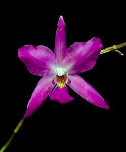 Laelia gouldiana