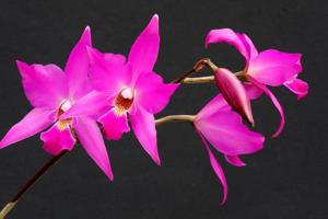 Laelia gouldiana