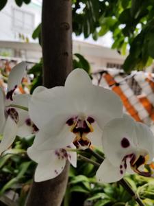 Phalaenopsis Brother Vanessa Hannay