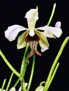 Papilisia taiwaniana