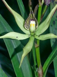 Prosthechea Hsiang Ling Chen