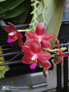 Phalaenopsis Abed-nego