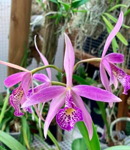 Brassocattleya Sunset Glory