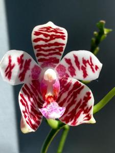 Phalaenopsis Taida Snow-Macassar