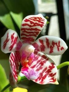 Phalaenopsis Taida Snow-Macassar