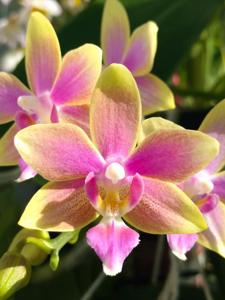 Phalaenopsis Yaphon Pink Bee