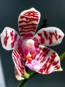 Phalaenopsis Taida Snow-Macassar