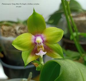 Phalaenopsis Tying Shin Fly Eagle-bellina