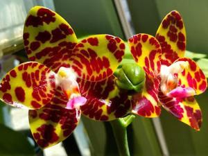 Phalaenopsis Jong's Gigan Cherry