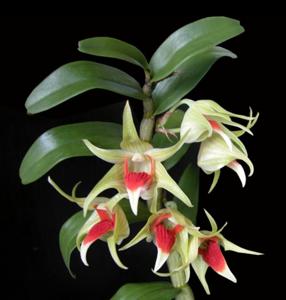 Dendrobium Peng Seng