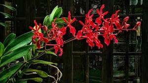 Renanthera Paloma Picasso