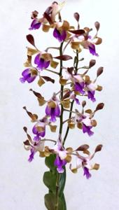 Dendrobium Alistair Martyn Chew