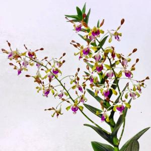 Dendrobium Alistair Martyn Chew