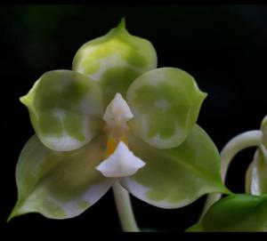 Phalaenopsis Chang Yi Green Giant