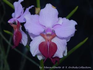 Papilionanthe teres-Amy