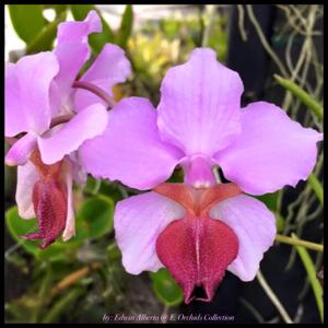 Papilionanthe teres-Amy