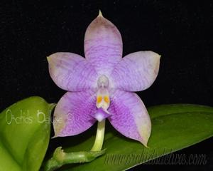 Phalaenopsis Mituo 24 Solar Terms