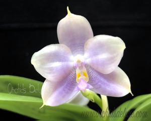 Phalaenopsis Mituo 24 Solar Terms