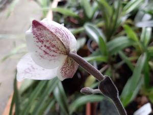 Paphiopedilum Greyi