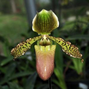 Paphiopedilum Purnama Kembaren