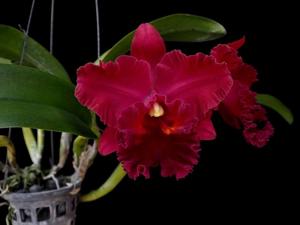 Rhyncholaeliocattleya Owen Holmes