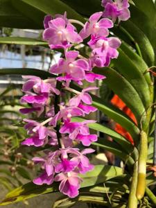 Aerides Mary Motes