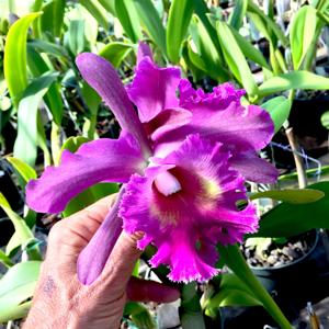 Rhyncholaeliocattleya Betty Price