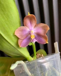 Phalaenopsis Mituo Purple Dragon