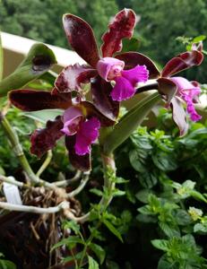 Cattleya Mareeba Tiger