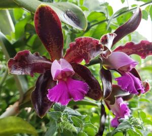 Cattleya Mareeba Tiger