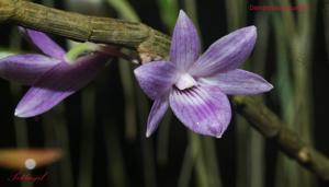 Dendrobium Kuniko