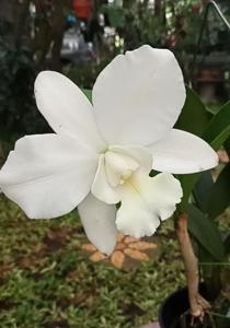 Cattlianthe White Bridal